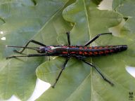 Strašilky Strašilky: Na chovatelských burzách pořádaných po celé…