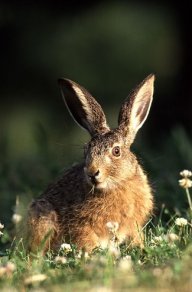 Zajíc polní - Lepus europaeus: Zajíci mají jednu neobvyklou schopnost. Samice…