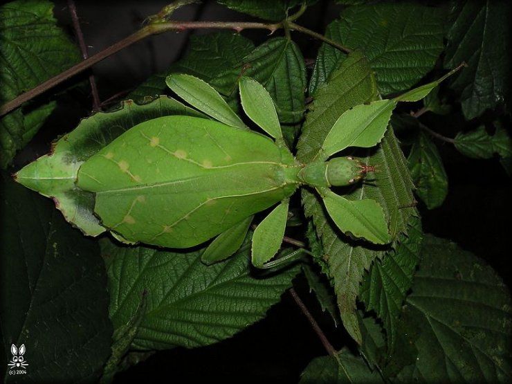 zobrazit detail snímku: Dospělá samice Phyllium sp.