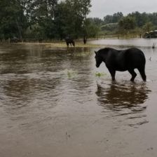 Zatopená rezervace divokých koní