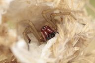 Nejjedovatější pavouk u nás zažívá boom, reakce na kousnutí ale nebývají závažné Nejjedovatější pavouk u nás zažívá boom, reakce na kousnutí ale nebývají závažné: V České republice se v posledních letech…