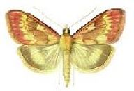 Zavíječ kukuřičný - Ostrinia nubilalis Zavíječ kukuřičný - Ostrinia nubilalis: Zavíječ kukuřičný je jedním z nejvýznamnějších…