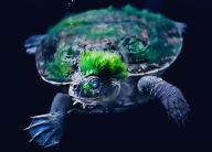 Pohádková želva ze Zeměplochy? Kdepak, želva se zelenými vlasy skutečně existuje! Pohádková želva ze Zeměplochy? Kdepak, želva se zelenými vlasy skutečně existuje!: Pokud jste někdy četli knihy Terryho Pratchetta, tak…