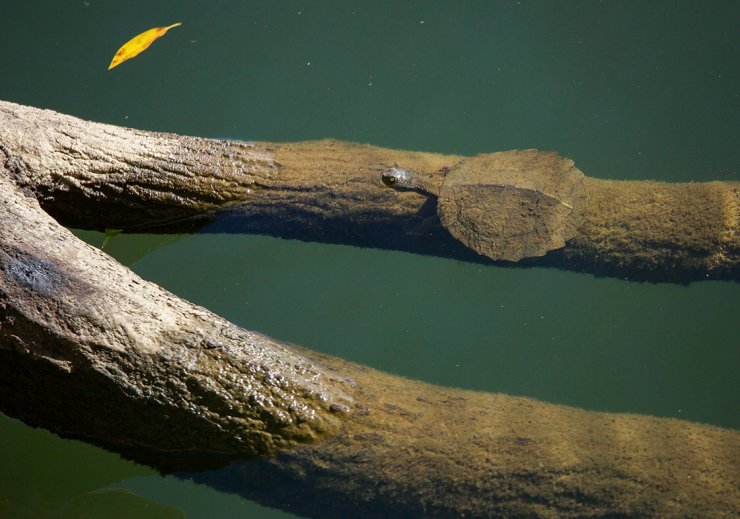 zobrazit detail snímku: Krátkokrčka dlouhoocasá (Elusor macrurus).