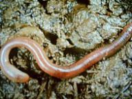 Výchova žížal v Čechách Výchova žížal v Čechách: Slovo pedogeneze pochází z řečtiny, je složeno…