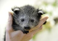 Mláďata ze ZOO 4 Mláďata ze ZOO 4: Kanál Viasat Nature vás vezme na návštěvu k mláďatům…