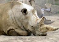 Ohrožené druhy Ohrožené druhy: Je známým ale smutným faktem, že se každoročně…