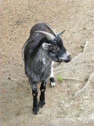 Kozí mléko - elixír krásy a dlouhověkosti Kozí mléko - elixír krásy a dlouhověkosti: Kozí mléko je určené pro všechny, kteří dbají o své…