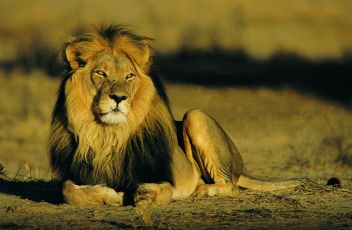 lev - klikněte pro zobrazení detailu lev - klikněte pro zobrazení detailu