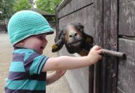 Svědectví o tom, jak zvířata dokáží pociťovat radost nebo smutek Svědectví o tom, jak zvířata dokáží pociťovat radost nebo smutek: Mají zvířata skutečné emoce a dokáží být podobně…